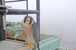 photo of falcon named Tower girl